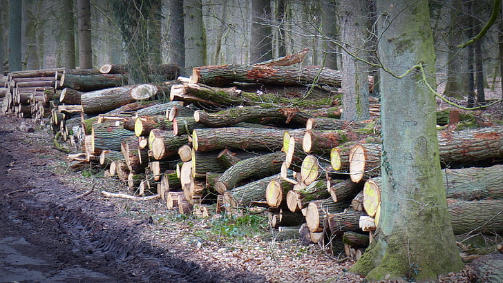 logging process