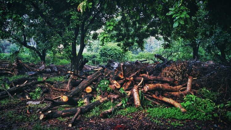 logging process