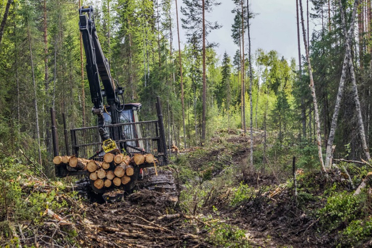 logging timber