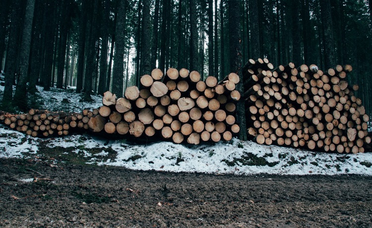 logging in forestry