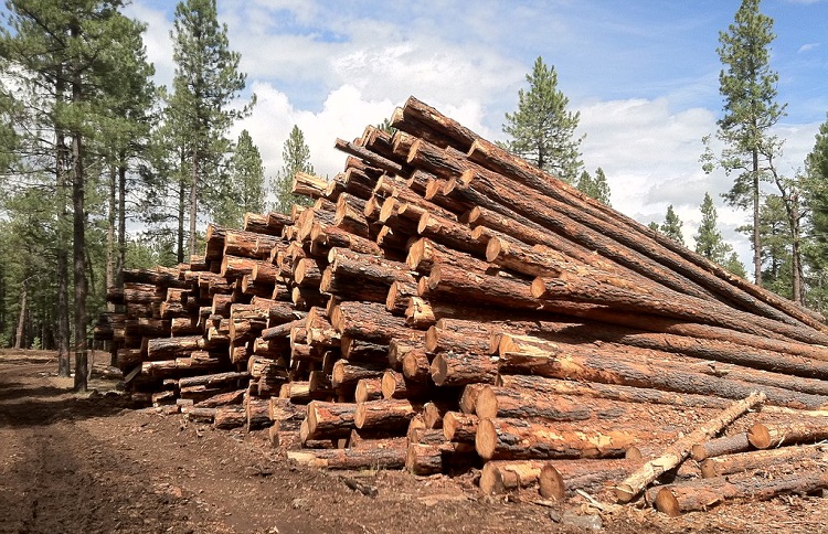 How Tree Trunks Are Cut to Produce Lumber with Different Shapes