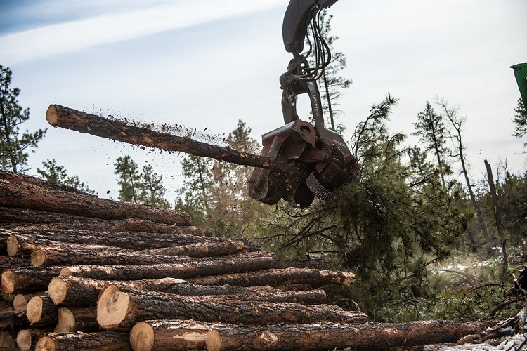 logging of trees