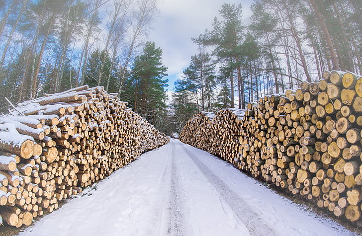 Logging wood