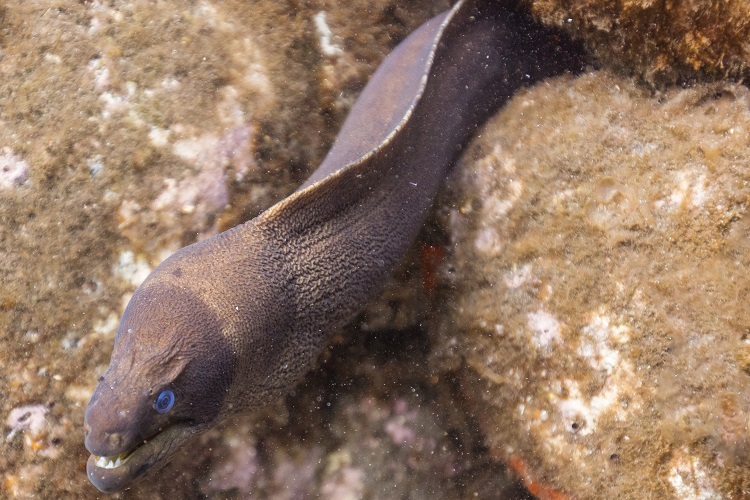 do eels lay eggs