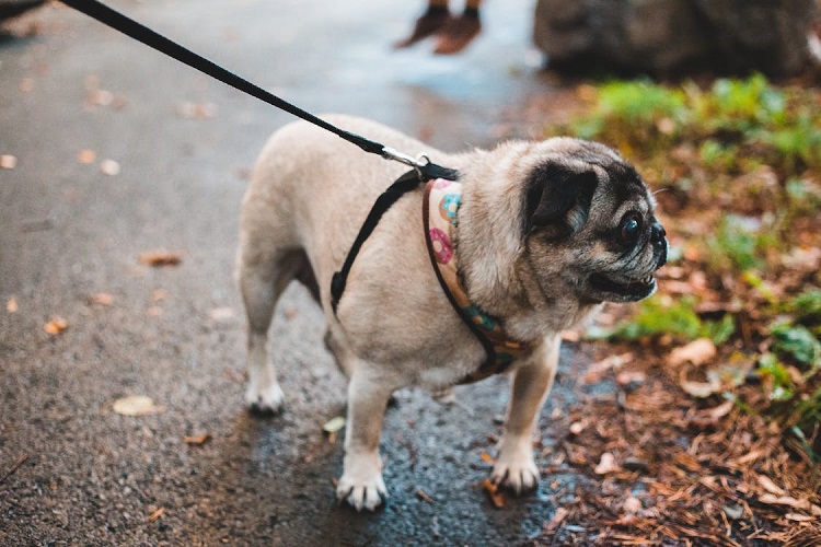 us dog population