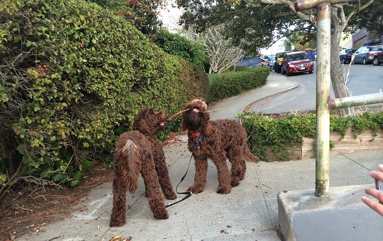 are english water spaniels extinct