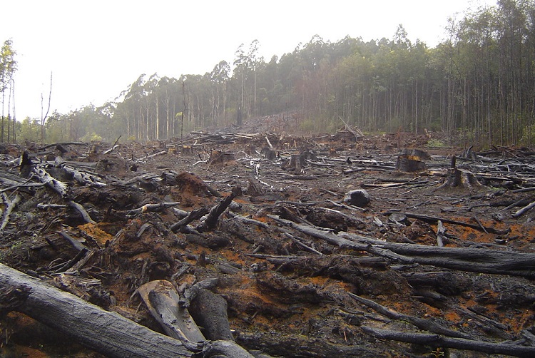 Devastating Deforestation Statistics: Impact Of Forest Loss