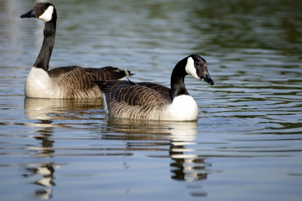 goose characteristics