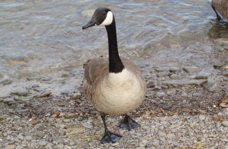 Animal Facts: Canada goose