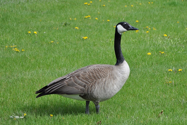 Goose Bird Facts - A-Z Animals