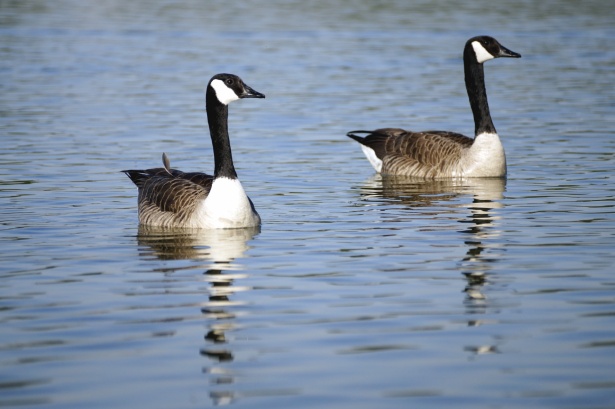 Goose Bird Facts - A-Z Animals