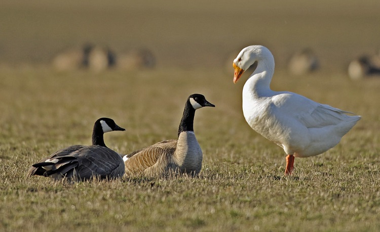 geese and goose