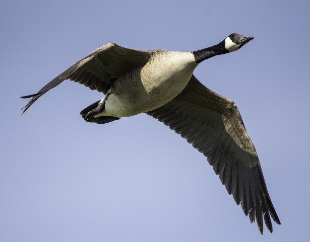 Goose Bird Facts - A-Z Animals