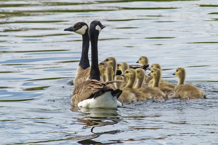 Canada goose, Migration, Habitat & Diet