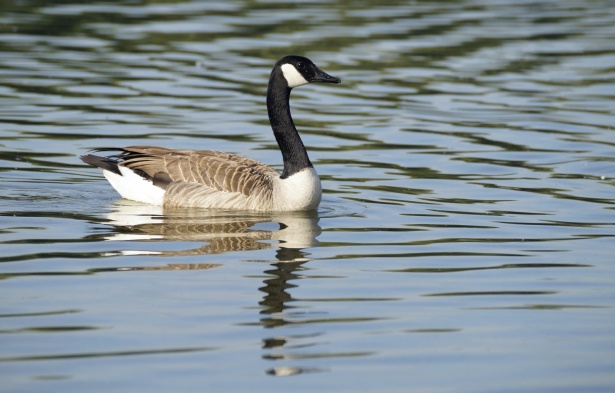 Goose Bird Facts - A-Z Animals