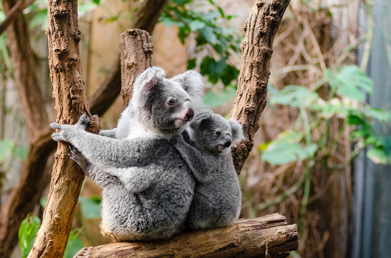 fun facts about koalas