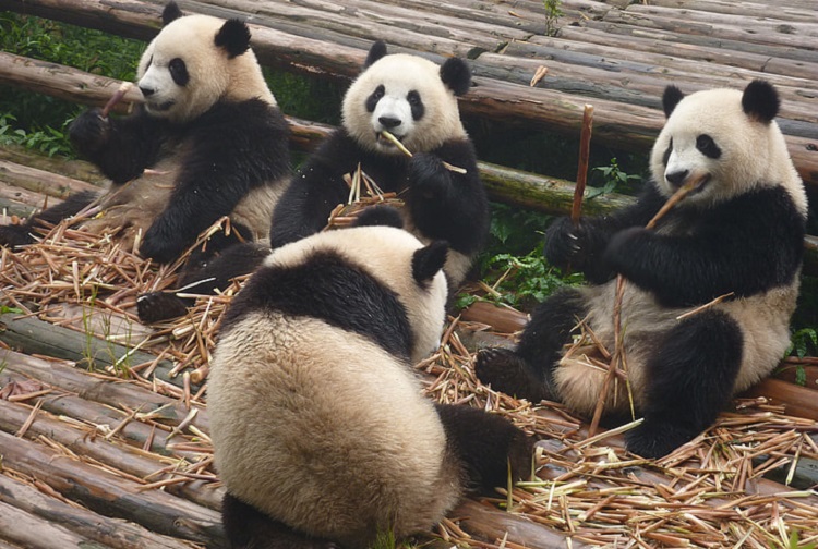 pandas in china