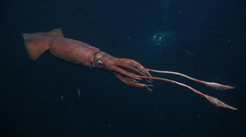 Giant Squid