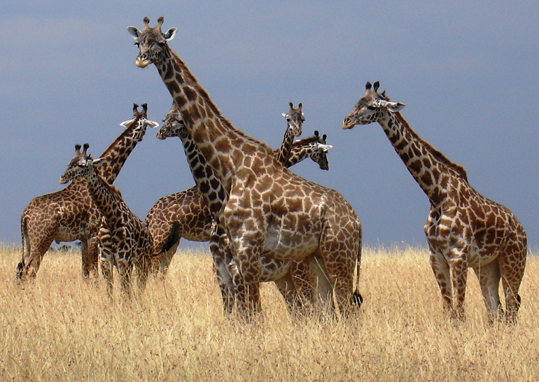 Are Giraffes Endangered? Uncover Their Conservation Status