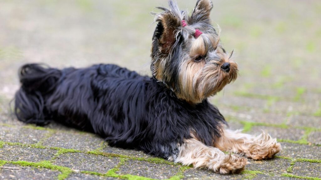 Glen of Imaal Terrier Health and Care