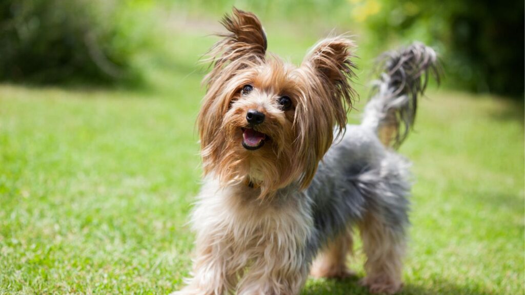 Glen of Imaal Terrier