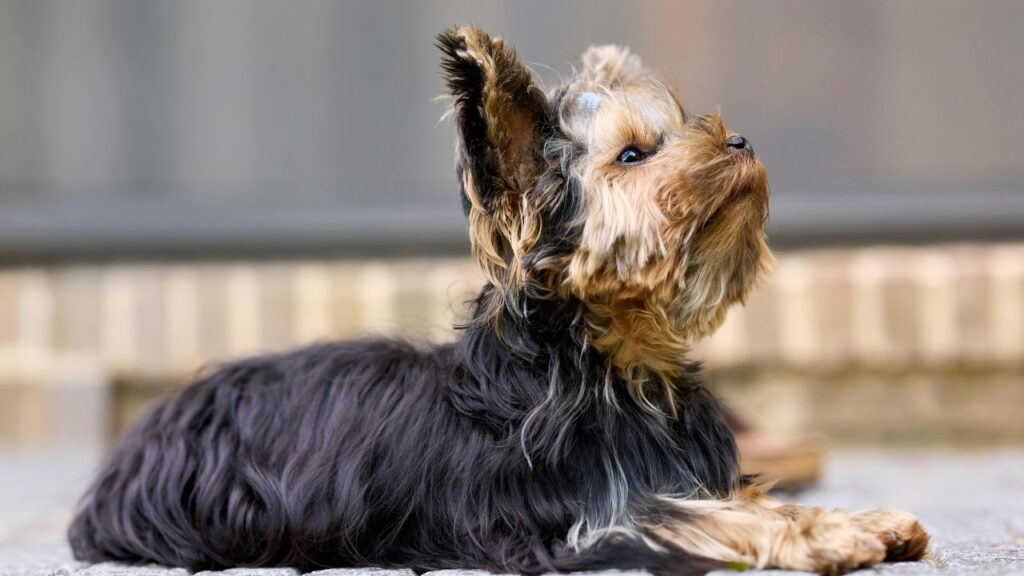 Glen of Imaal Terrier Training