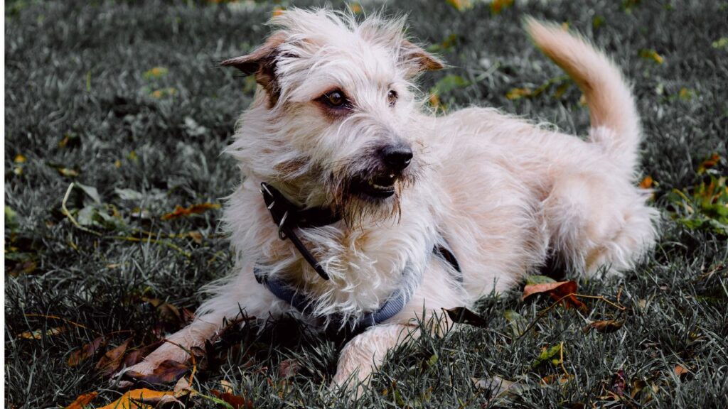 Glen of Imaal Terrier