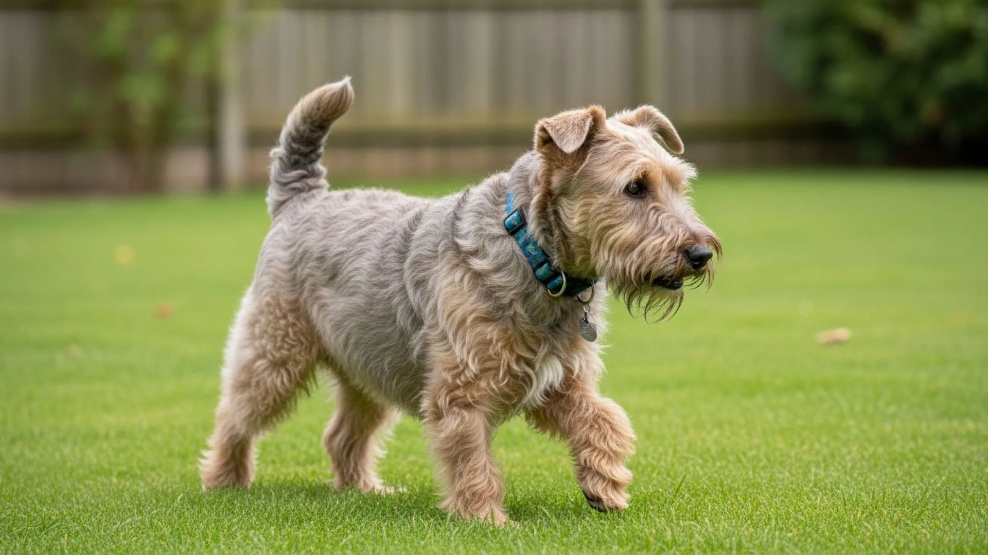 Glen of Imaal Terrier – Should You Keep It as a Pet?