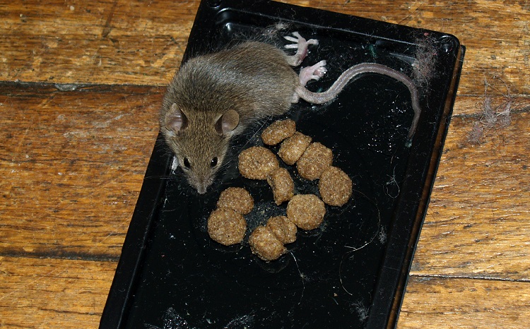 6 Steps to Save Animals Stuck on Glue Traps