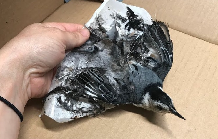 Tell Canadian Tire to stop using cruel glue traps – Vancouver Humane Society