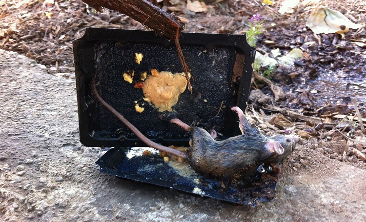 How Glue Traps Ruined My Childhood