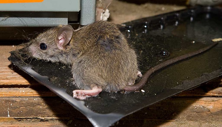 How Glue Traps Ruined My Childhood