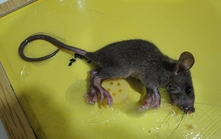 How Effective Are Glue Traps for Prosper Mice Anyway - Stampede Pest Control