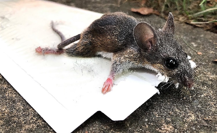 mouse glue traps