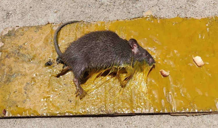 mouse in glue trap