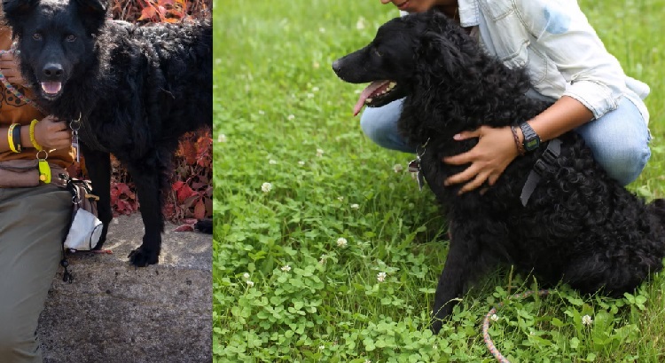 curly brown dog