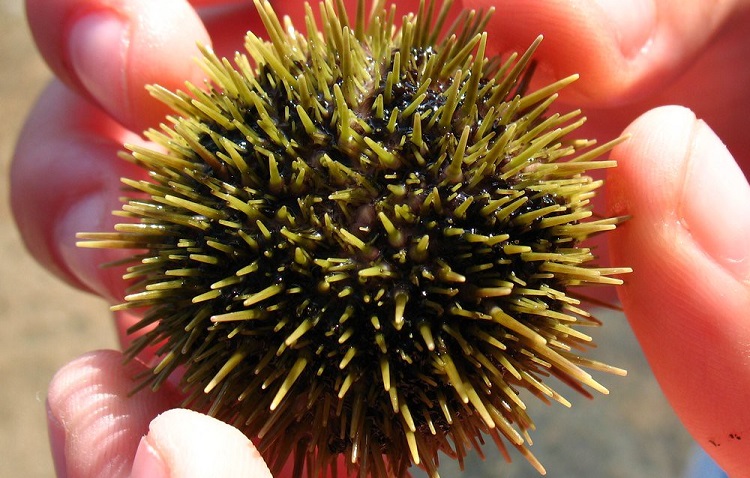 Predators of sea urchin