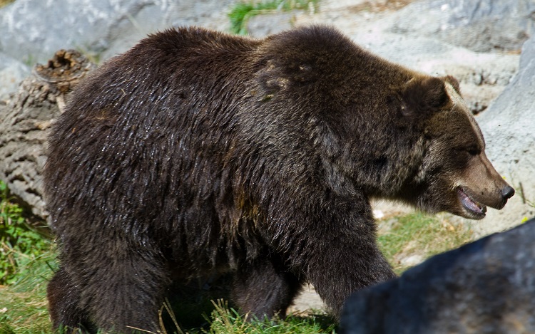 BBC Earth - Mama bear 🐻 ⁣ The term mama bear doesn't come from nowhere.  Solitary animals, grizzly bears (Ursus arctos horribilis) are not usually  seen living close together, but do so