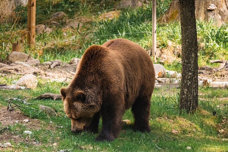 grizzly bears