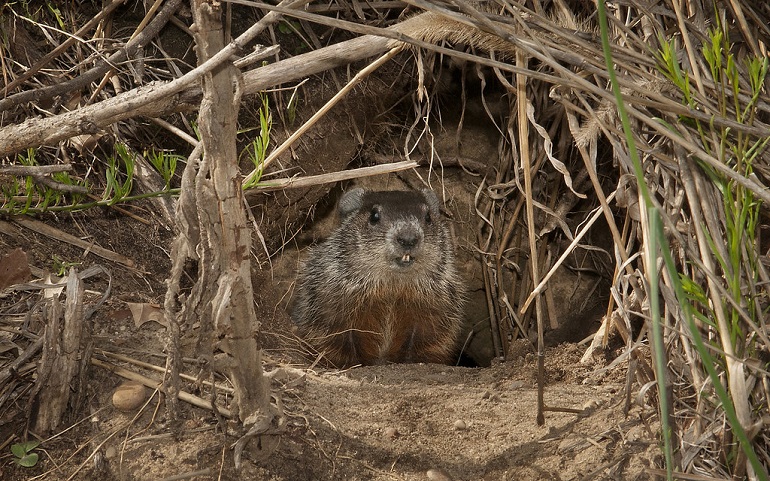 picture of a groundhog
