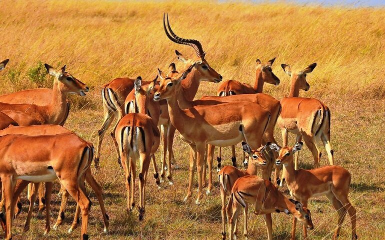 impala herds