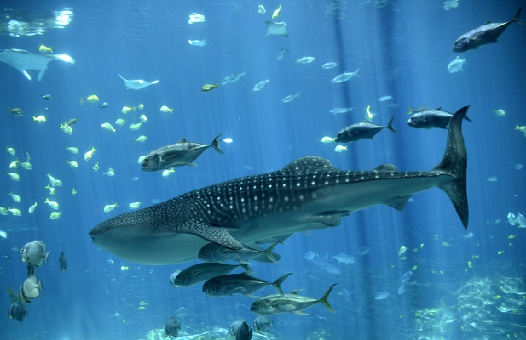 whaleshark