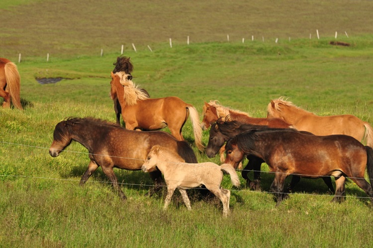 farmyard animal