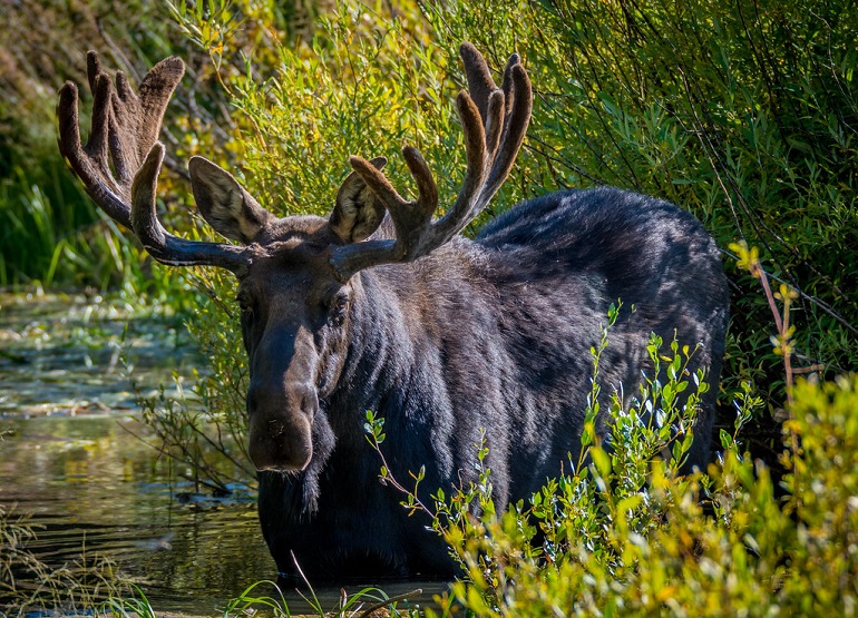 moose in real life
