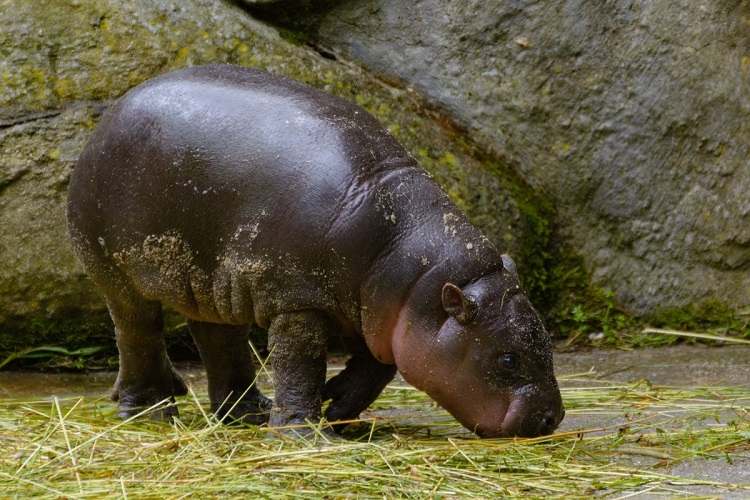 pygmy hippo size comparison