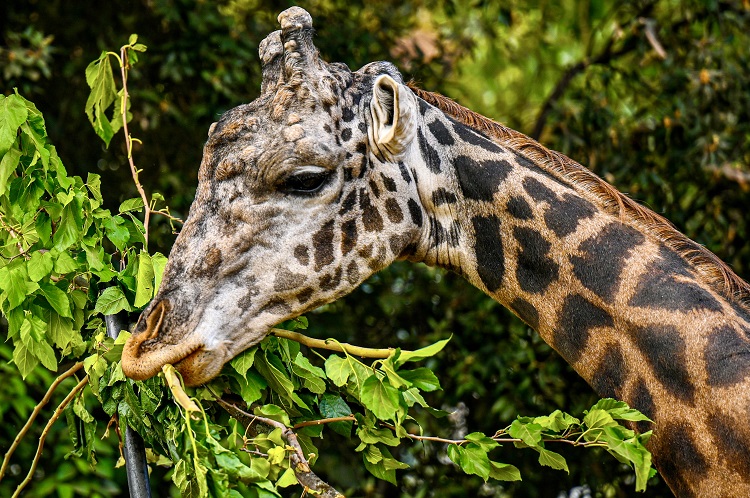 giraffes predators