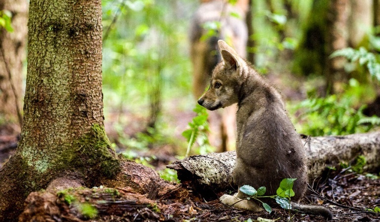 Analysis Of What Cause Extinction - Addressing The Issue