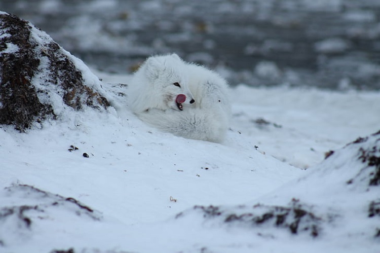 the arctic fox