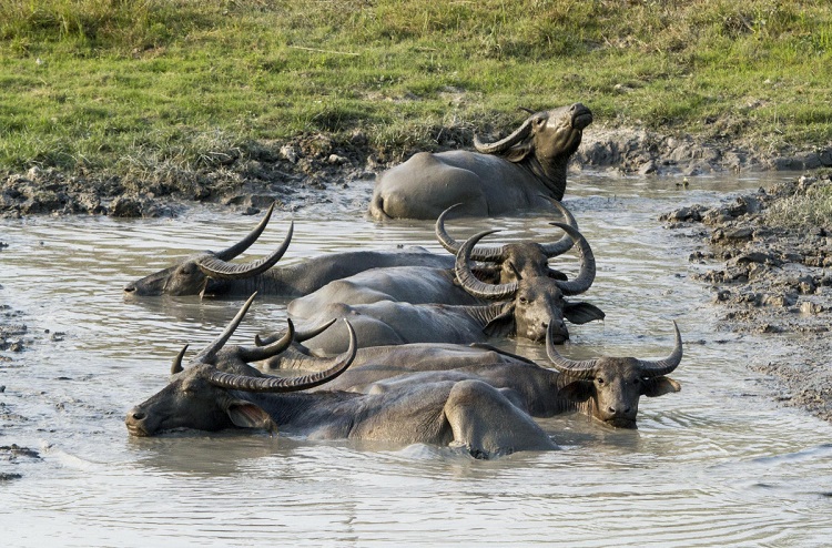 buffalo size