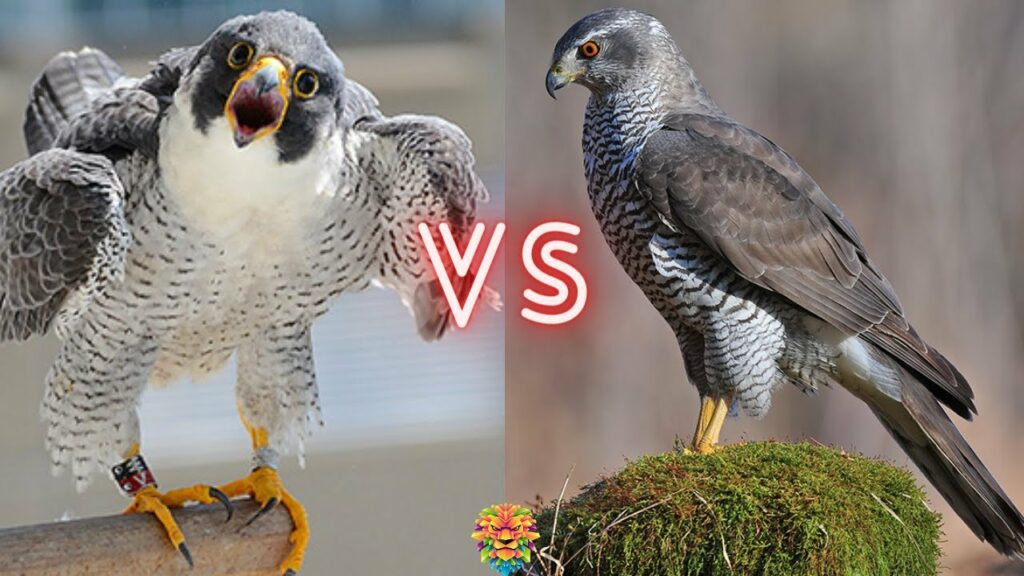 Eagle Vs Hawk Vs Falcon